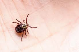 The most common sign of infection is an expanding red rash, known as erythema migrans, that appears at the site of the tick bite about a week after it occurred. Leczenie Boreliozy W Ciazy Jakie Konsekwencje Dla Ciezarnej Moze Miec Borelioza Mjakmama Pl