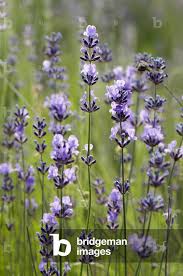 Image result for Lavandula angustifolia Vera