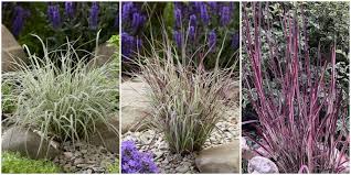Image result for Schizachyrium