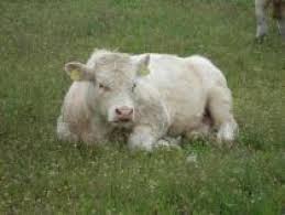 În ue, cerinţele sunt minime şi anume, este necesară obţinerea certificatului fitosanitar pentru exportul produselor de origine vegetală. Romania Ferme Vaci Vitei Taurasi Moiseradu