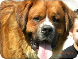 Most of the time, the mini bernese mountain dog looks similar to its purebred counterpart with the added advantage of being a smaller dog. Bernese Mountain Dog St Bernard Husky Mix