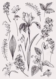 Set With Spring Flowers Vintage Botanical Illustration Vector Floral Elements Black Botanical Illustration Vintage Botanical Illustration Botanical Drawings