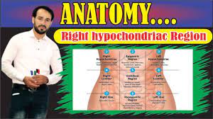 A case of hernia in the right hypochondriac region. 9 Regions Of Abdomen Organs In Right Hypochondriac Region Made Easy Youtube