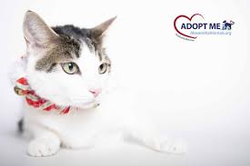 Bilo By Desilva Studios Llc Animal Lover Animal Pictures Animals And Pets