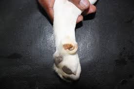 Size 2 fluid ounce(s) / 60 servings per container. Murphy And Me On Twitter Your Dog S Dew Claws Can Become Ingrown Check This Nail On A Regular Basis Get Them Clipped Before This Happens