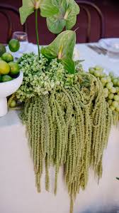 Image result for Amaranthus