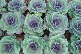 Maybe you would like to learn more about one of these? Le Migliori Ricette Con Il Cavolo Nero Blog Sfizioso It