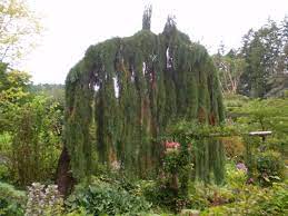 Did you scroll all this way to get facts about weeping pine tree? Weeping Pine Evergreen Trees Weeping Evergreen Trees Conifers