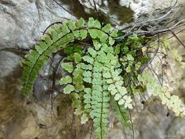 Image result for sleziník Asplenium