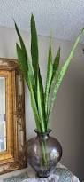 Image result for Sansevieria hyacinthoides