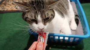 Squeeze up thick and tasty wet cat treat with chicken for senior 10yrs+ formulated with vitamins e & b to support senior cat health . Cats Try Delectables Squeeze Up Cat Treats For The First Time Youtube