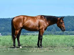 Image result for tbn:tVj6rqcH-AQR9M::www.pregonagropecuario.com.ar/images/caballo_overo.jpg