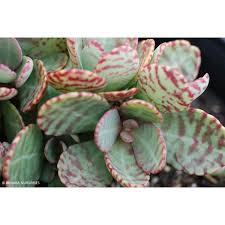 Image result for Kalanchoe humilis