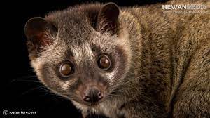 We did not find results for: Luwak Atau Musang Pandan Dan Fakta Terkaitnya Hewanpedia