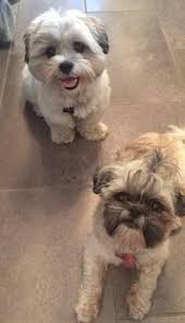 Call now for more information: Shih Tzu Puppies For Sale In Virginia Beach Virginia Classified Americanlisted Com