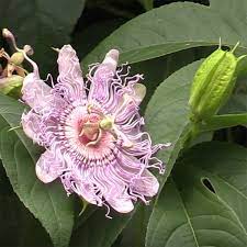 Maybe you would like to learn more about one of these? Maypop Passion Flower Passiflora Incarnata