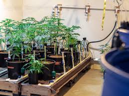 Home grow equipment reviewsbest led grow lights for growing marijuana indoors. How To Grow Weed Indoors Beginner S Guide Part 1 Wikileaf