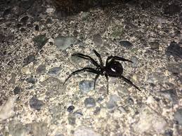 Several species answer to the name, and watch: Found This This Shiny Black Friend While Replacing My Bbq Cover It Found A New Home Under My Concrete Patio Real Widow Or False Port Moody B C Spiders