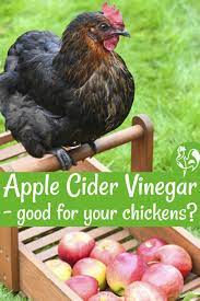 Apple Cider Vinegar What Are The Benefits For Chickens