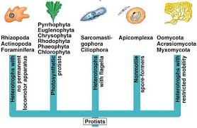 kingdom protista biology4isc