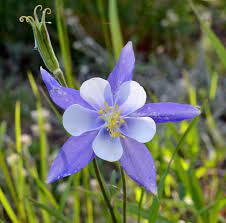 Apr 09, 2021 · 3 gal. A Guide To Adding Blue Flowering Plants To Your Garden Blue Flowering Plants Long Blooming Perennials Planting Flowers