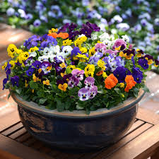 It's also worth to mention that viola is rich in vitamin c. Viola Sorbet Mixed Autumn And Winter Flowering Tray Of 40 Plug Plants Brookside Nursery