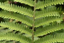 Image result for Ctenitis cirrhosa