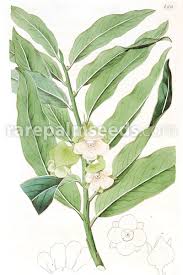 Image result for Diospyros gabunensis