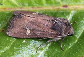 Image result for Photedes captiuncula