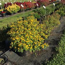 Seven or eight species are native in the united states with melampodium divaricatum listed as native in florida and possibly arkansas, louisiana and texas where it may occur as escapes. Melampodium Showstar Seed From Penn State Trial Gardens
