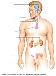 Human body diagram nervous system nerve homo sapiens, nervous system transparent background png clipart. Endocrine System Diagram Unlabeled Anatomy Body Gallery Endocrine System Endocrine Physiology