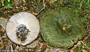 Image result for Lactarius mutabilis