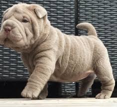 Pin On Shar Pei Puppies For Sale
