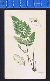 Image result for Cheilanthes botswanae