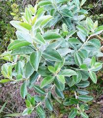 Image result for Podalyria