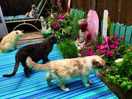 Maybe you would like to learn more about one of these? Create A Cool Cat Garden For Your Felines With Safe Plants Furball Fables
