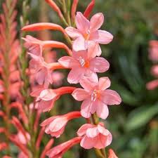 Image result for Watsonia borbonica