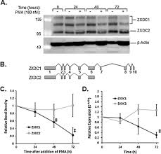 Les lyonnais ont pris depuis longtemps l'habitude de déposer des meubles, des couvertures, des chaussures, des. The Zinc Finger Transcription Factor Zxdc Activates Ccl2 Gene Expression By Opposing Bcl6 Mediated Repression Sciencedirect