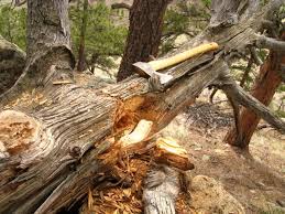 Fatwood Nature S Best Fire Starter Learn More About Fatwood Where To Find It And How To Use It As A Natural Water Survival Fire Best Fire Starter Bushcraft