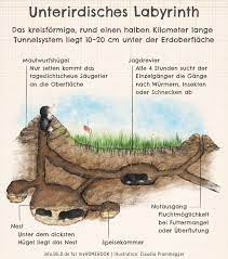 Oder treibt ein maulwurf sein unwesen? Wie Sie Maulwurfe Im Garten Bekampfen Durfen Myhomebook