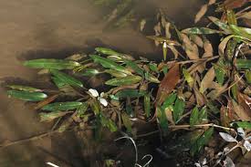 Image result for Potamogeton nodosus