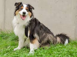 Der australian shepherd zählt zu den aktiven und cleveren hunderassen. Vermittlung Notfall Aussies Australian Shepherds Of Austria
