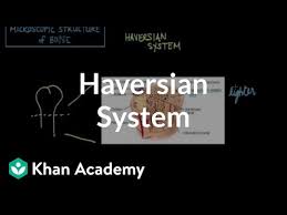 Two structural arrangements of bone tissue are seen: Microscopic Structure Of Bone The Haversian System Video Khan Academy