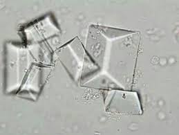 Struvite Crystals Triple Ammonium Phosphate Crystals Vet Medicine Dog Anatomy Veterinary Medicine Humor