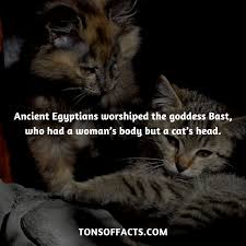 They were worshiped in ancient egypt. Ancient Egyptians Worshipped The Goddess Bast Who Had A Woman S Body But A Cat S Head Cat Cats Animals Insect Cat Facts Fun Facts About Animals Dog Facts