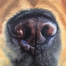 I Always Love Painting Dog Noses So Many Textures And Colors From Pinks To Purples Browns And Deep Black Even Dog Portraits Painting Dog Paintings Dog Art