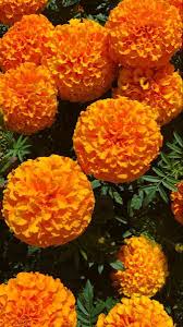 Get latest info on marigold flower, suppliers, manufacturers, wholesalers, traders, wholesale suppliers with marigold flower prices for buying. Marigold Flower Marigold Flower Beautiful Flowers Birth Month Flowers