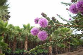 A weeping blue spruce, weeping japanese maple tamayukama, miss. Melaleuca Nesophila Melaleuca Xeriscape Pink Pom Poms