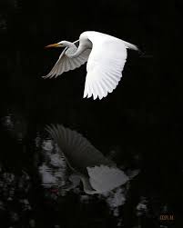 Black And White Birds In Southern California Great Egret Flying Reflection Img 3563 Birds Painting Birds Birds Flying