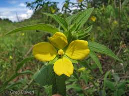 Image result for Ludwigia octovalvis